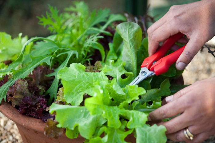 Harvest winter salads