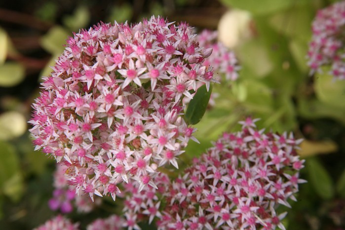 Hylotelephium spectabile