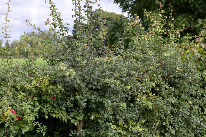 Mature hedge