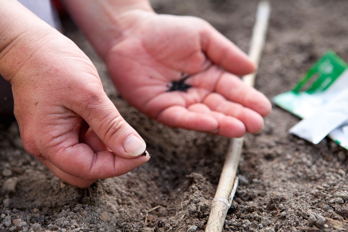 Sowing spring onion seed. Sarah Cuttle