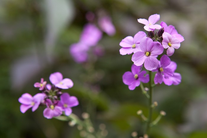 Erysimum Bowles's Mauve