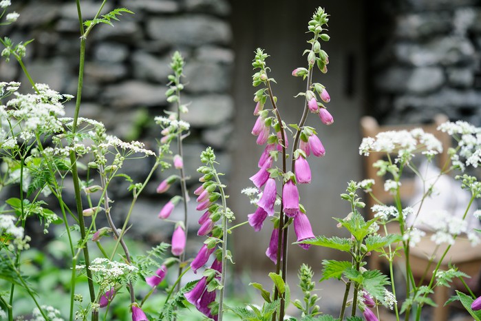 Foxgloves with cow parsley