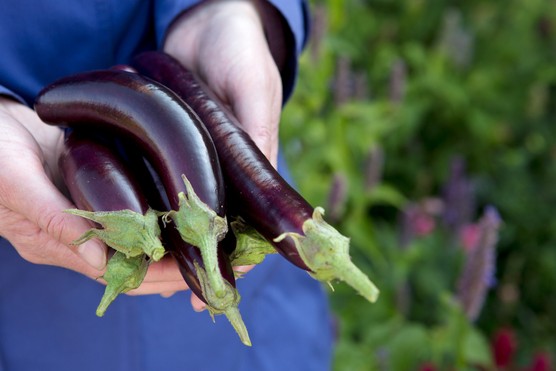 Freshly harvested aubergines. Sarah Cuttle