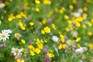 Buttercup, daisy and clover flowers in a lawn