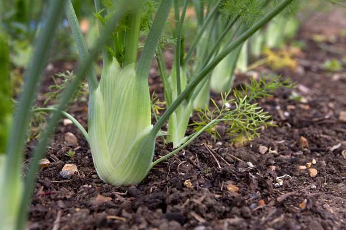 Florence fennel. Sarah Cuttle