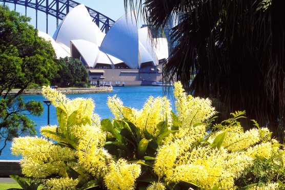 dendrobiums-opera-syd193_4-edit_46196310014_o. Photo: Royal Botanic Gardens Sydney
