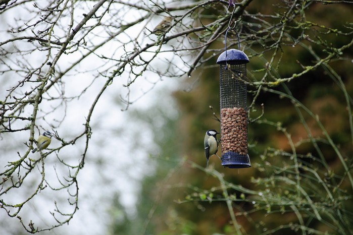 Bird feeder in a tree
