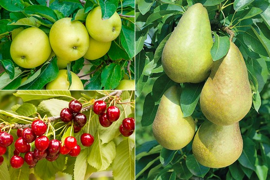 Apple ‘Golden Delicious’, Pear ‘Conference’ & Cherry ‘Sylvia’