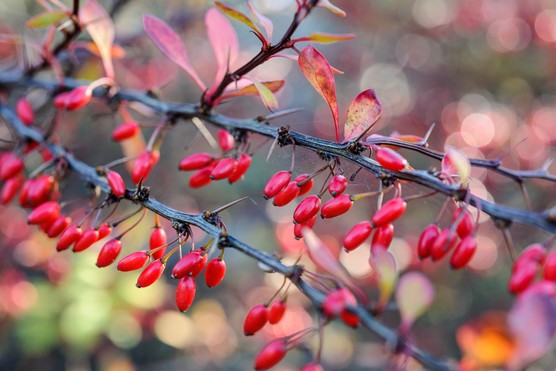 Bright-red, elongate berries of Barbery, Berberis