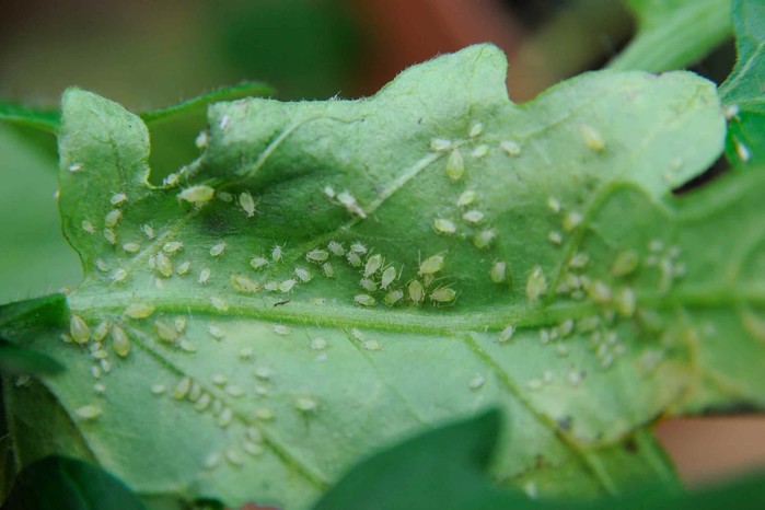 Greenfly on a leaf