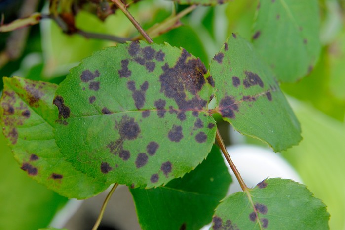 Rose leaves with rose black spot disease