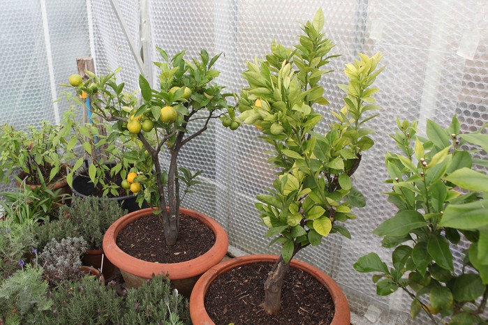 Grow your own lemons