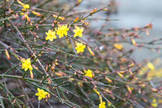 Winter jasmine (Jasminum nudiflorum). Getty Images