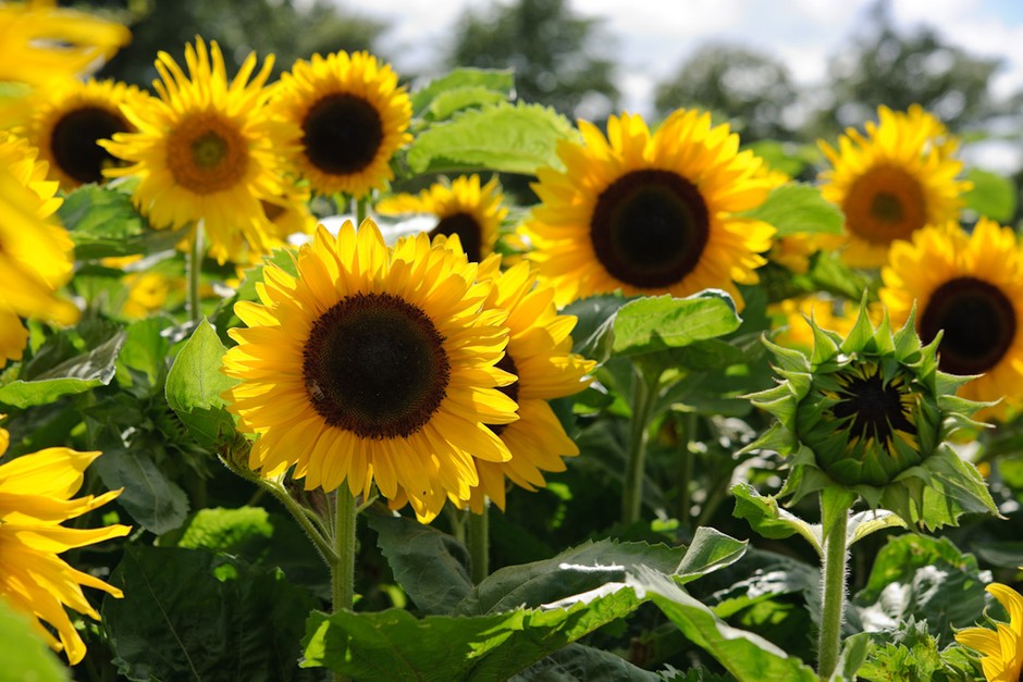 Gardening with kids - grow sunflowers