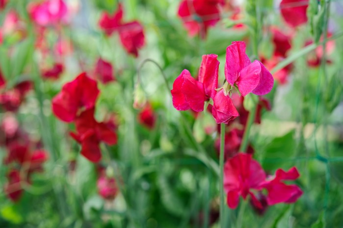 How to grow sweet peas - sweet peas to grow