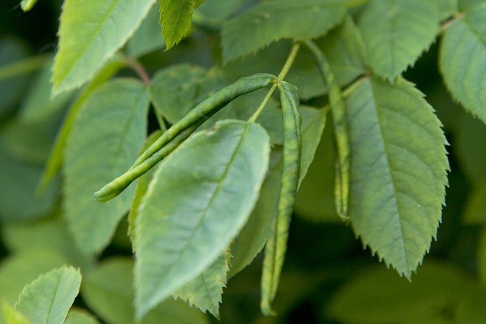 Rose leaf rolling sawfly affected rose leaves