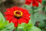Zinnia elegans 'Scarlet Flame'. Jason Ingram