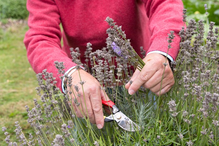 Deadheading lavender
