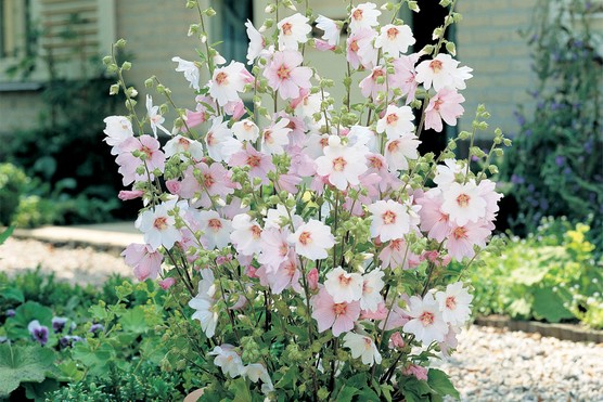 Lavatera × clementii 'Barnsley Baby'