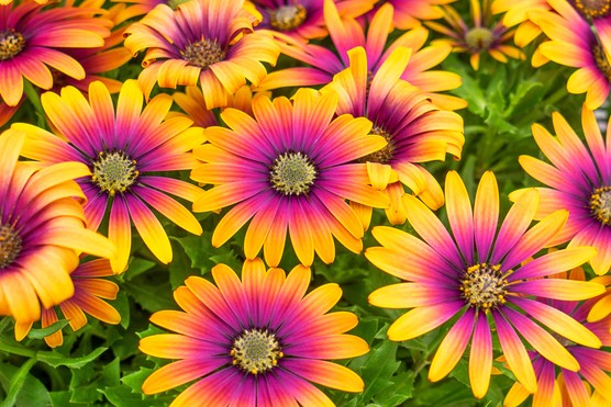 Osteospermum 'Purple Sun'