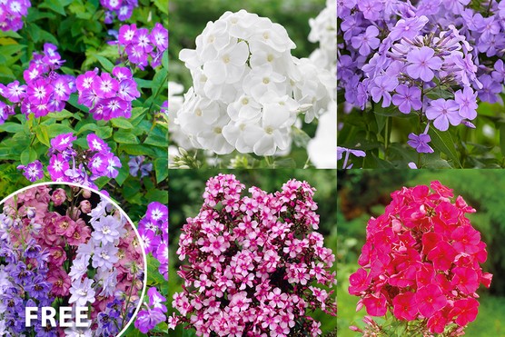 Fabulous Phlox Collection plus Delphinium Mix