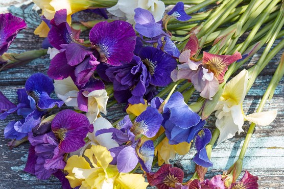 Iris sibirica Breeder's Mix