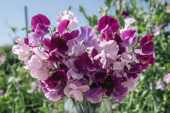 Lathyrus odoratus 'Great Expectations' Mix