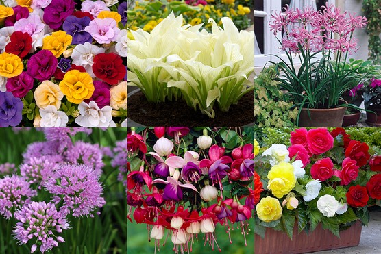 Hosta ‘White Feather’, Double Calibrachoa Mix, Nerine bowdenii, Allium ‘Millennium’, Hardy Fuchsia Mix, Begonia Collection