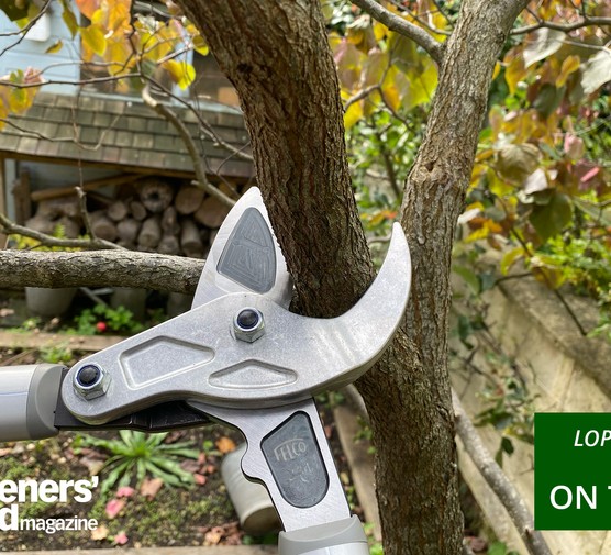 Loppers reviews category page hero image. Loppers in use. Credit: Jane Moore