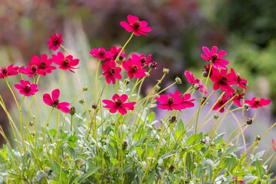 Cosmos 'Cherry Chocolate'