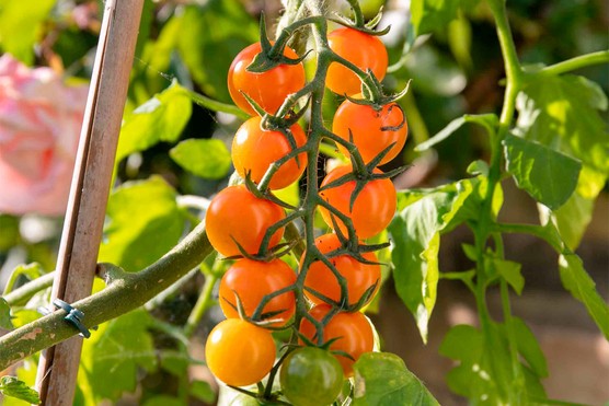 Tomato ‘Sungold’