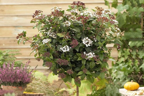 Viburnum tinus 'Eve Price'