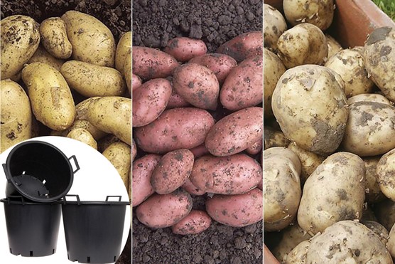 'Charlotte', 'Rocket' and 'Desiree'