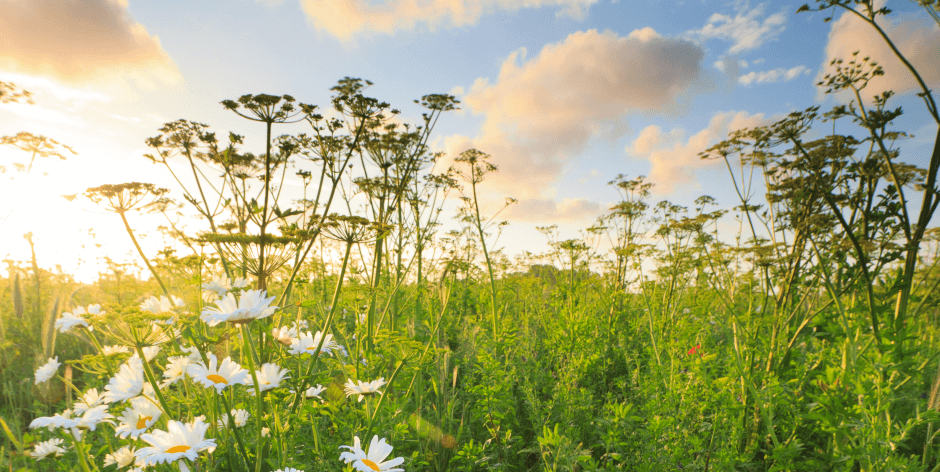 Beautiful native wildflowers during summertime